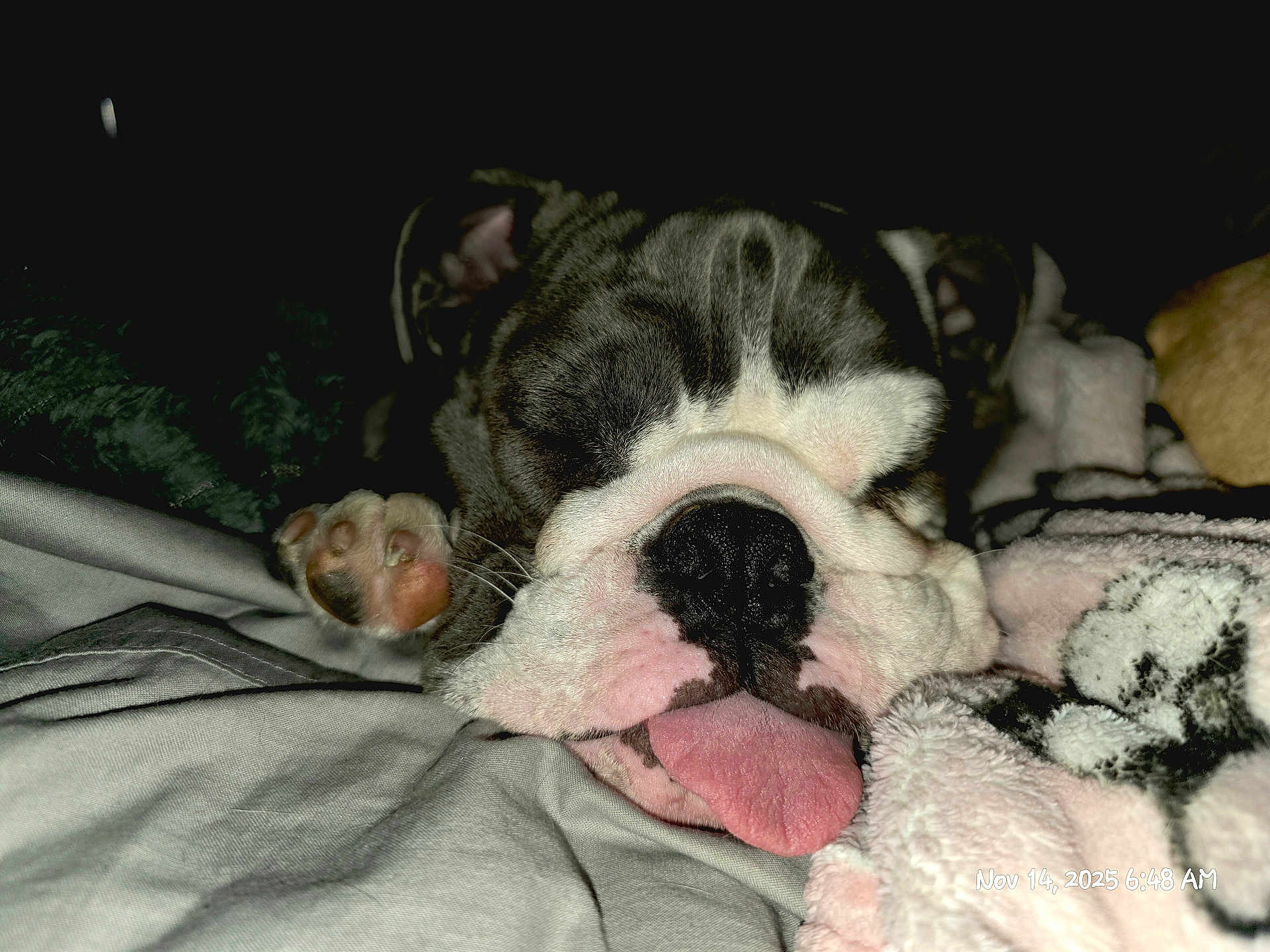 Moana joined the competition — help win amazing prizes! animal, black_nose, blanket, bulldog, close_up, comfort, cozy, cute, dog, fur, indoor, paw, pet, pink_tongue, resting, sleeping, snout, soft, tongue_out, wrinkled_face