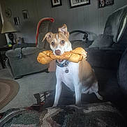 Joey is registered to the contest to win money with this photo: dog, bone, living_room, couch, pet, animal, furniture, collar, chew_toy, carpet, blanket, indoor, home, picture_frame, lamp, table, wall_art, relaxing, cute, companion