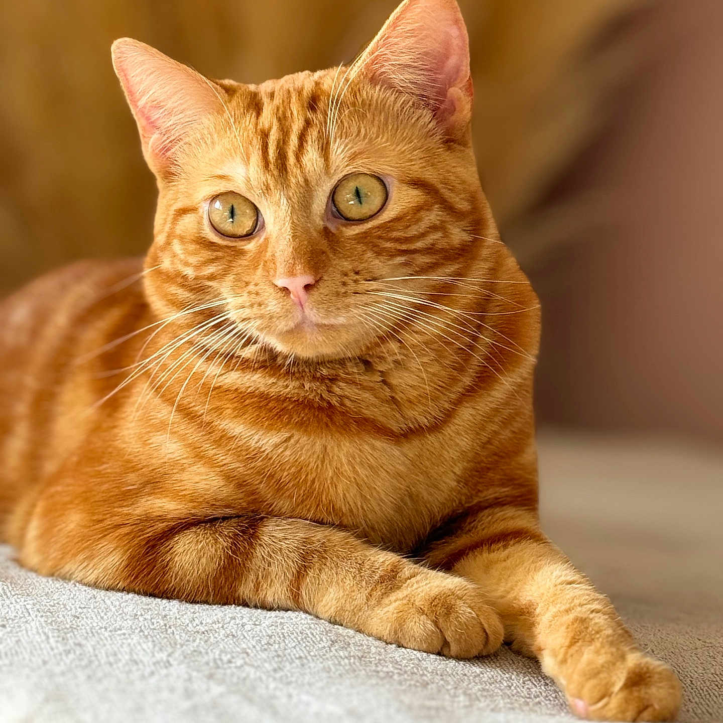 Udyr a rejoint le concours — aidez-le/la à gagner de superbes lots ! abyssinian, animal, cat, egyptiancat, hardwood, kitten, manx, pet, wood