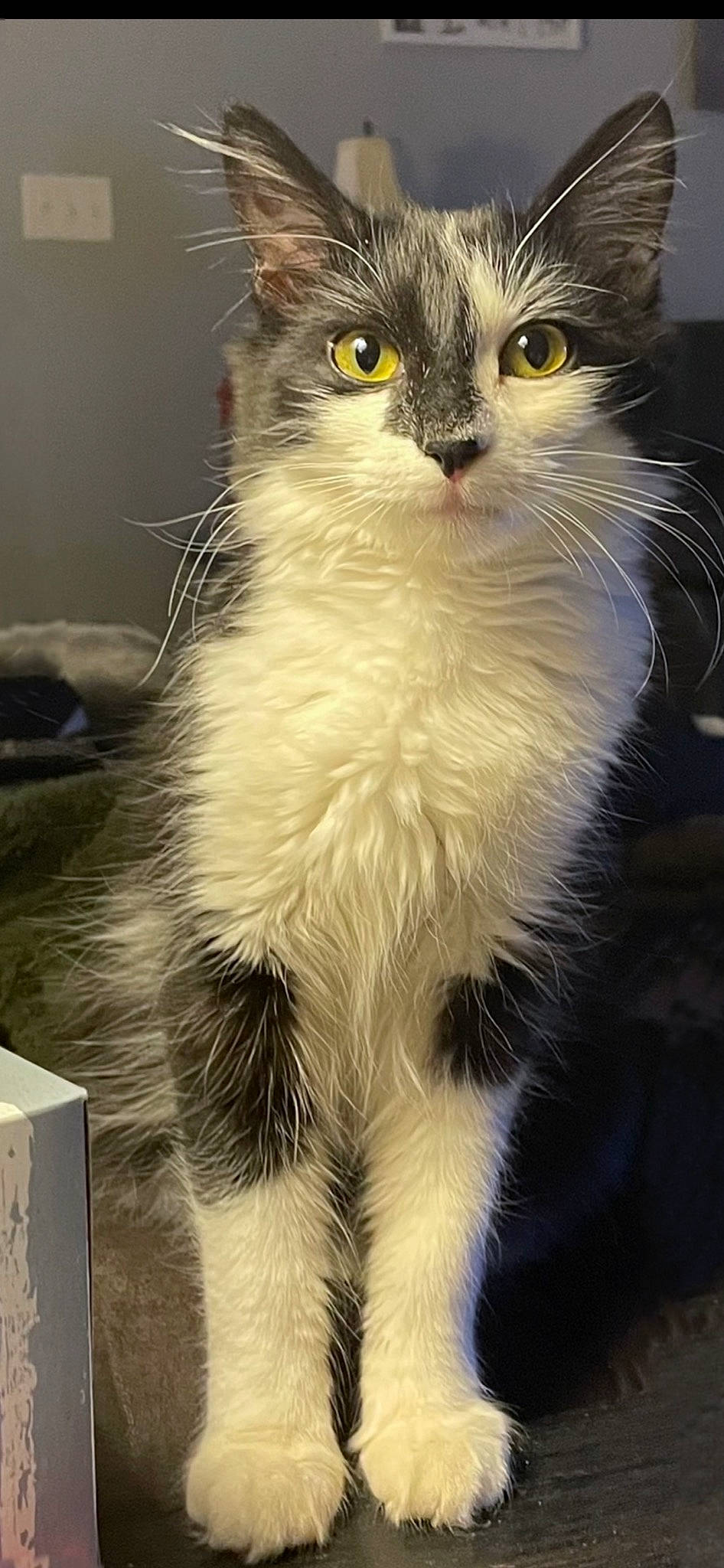 Jetta joined the competition — help win amazing prizes! carnivore, cat, curious, domestic_short_haired_cat, eye, felidae, fur, hair, small_to_medium_sized_cats, snout, tail, terrestrial_animal, whiskers, window