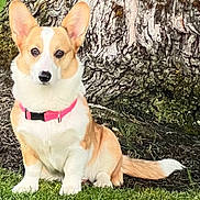 Aria is registered to the contest to win money with this photo: alert, animal, canine, collar, corgi, cute, daylight, dog, ears, friendly, fur, grass, mammal, nature, outdoor, park, pet, portrait, sitting, tree