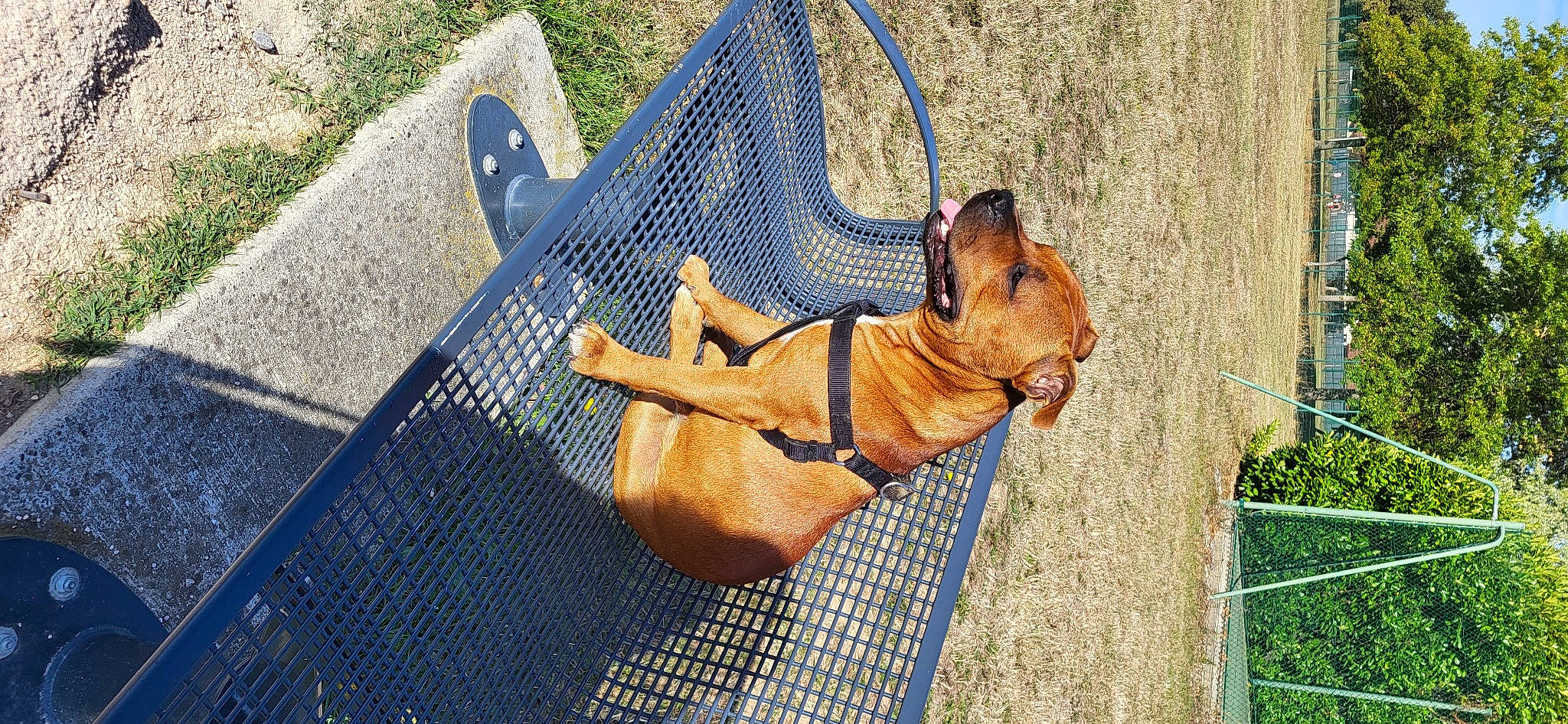 Tio participe au concours pour gagner de l'argent avec cette photo : carnivore, collar, companion_dog, dog, dog_breed, dog_collar, dog_supply, electric_blue, fawn, fence, grass, human_leg, leash, liver, pet_supply, plant, snout, sporting_group, wood, working_animal