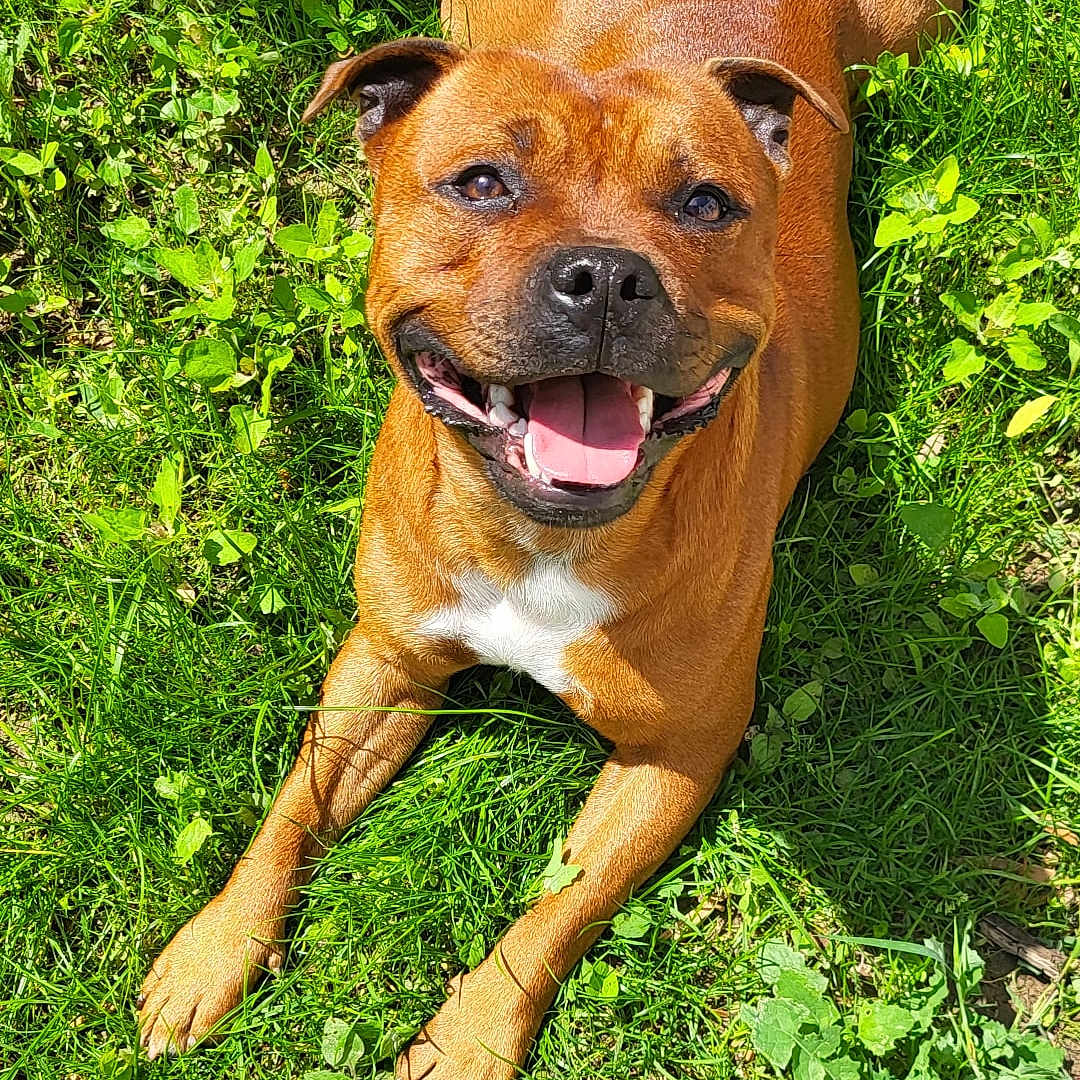 Tio participe au concours pour gagner de l'argent avec cette photo : animal, ball, boxer, bulldog, canine, dog, frenchbulldog, grass, hound, lawn, pet, pitbull, plant, puppy, sphere, sport, summer, tennis, tennisball, vegetation