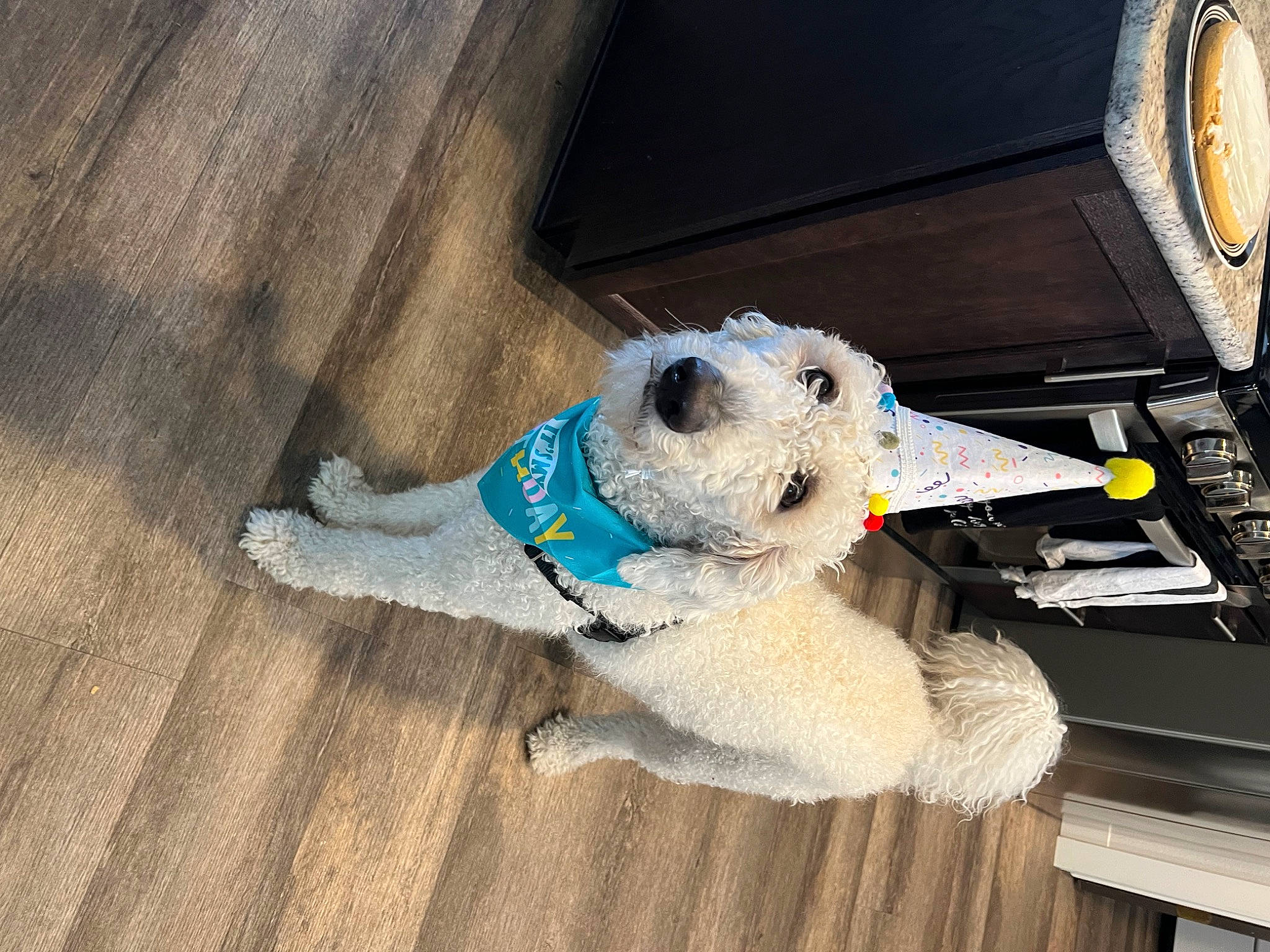 Buckley joined the competition — help win amazing prizes! carnivore, collar, companion_dog, dog, dog_breed, dog_clothes, fawn, felidae, flooring, hood, pet_supply, snout, sporting_group, stuffed_toy, tail, teddy_bear, toy, toy_dog, vehicle_door, wood