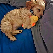 Winchester joined the competition — help win amazing prizes! animal, blanket, bodypart, canine, cockerspaniel, couch, dog, finger, furniture, goldenretriever, hand, hound, labradorretriever, person, pet, photography, poodle, puppy, sleeping, terrier