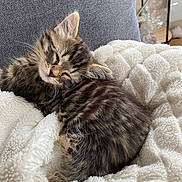 Tia a rejoint le concours — aidez-le/la à gagner de superbes lots ! abyssinian, animal, bed, bedroom, blanket, cat, couch, cushion, furniture, homedecor, indoors, kitten, manx, person, pet, quilt, room, sleeping