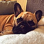 animal, blanket, brown, canine, comfort, cozy, cute, dog, ears, face, french_bulldog, fur, home, indoor, pet, portrait, relaxation, resting, sleeping, snout