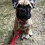 Aston participe au concours pour gagner de l'argent avec cette photo : animal, canine, closeup, collar, cute, dog, ears, face, french_bulldog, grass, ground, leash, mammal, nose, outdoor, paws, pet, puppy, sitting, young
