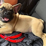 Aston participe au concours pour gagner de l'argent avec cette photo : animal, blanket, car_interior, collar, comfort, cute, dog, ears, face, french_bulldog, fur, human_arm, paw, pet, puppy, red_collar, resting, seat, smiling, tongue_out