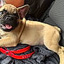 animal, blanket, car_interior, collar, comfort, cute, dog, ears, face, french_bulldog, fur, human_arm, paw, pet, puppy, red_collar, resting, seat, smiling, tongue_out