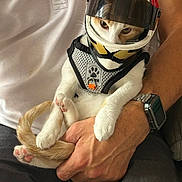 Ambre participe au concours pour gagner de l'argent avec cette photo : animal, cat, cute, domestic_animal, feline, funny, hand, harness, helmet, holding, indoor, motorcycle_helmet, orange_cat, person, pet, pet_accessory, sitting, smartwatch, watch, white_cat