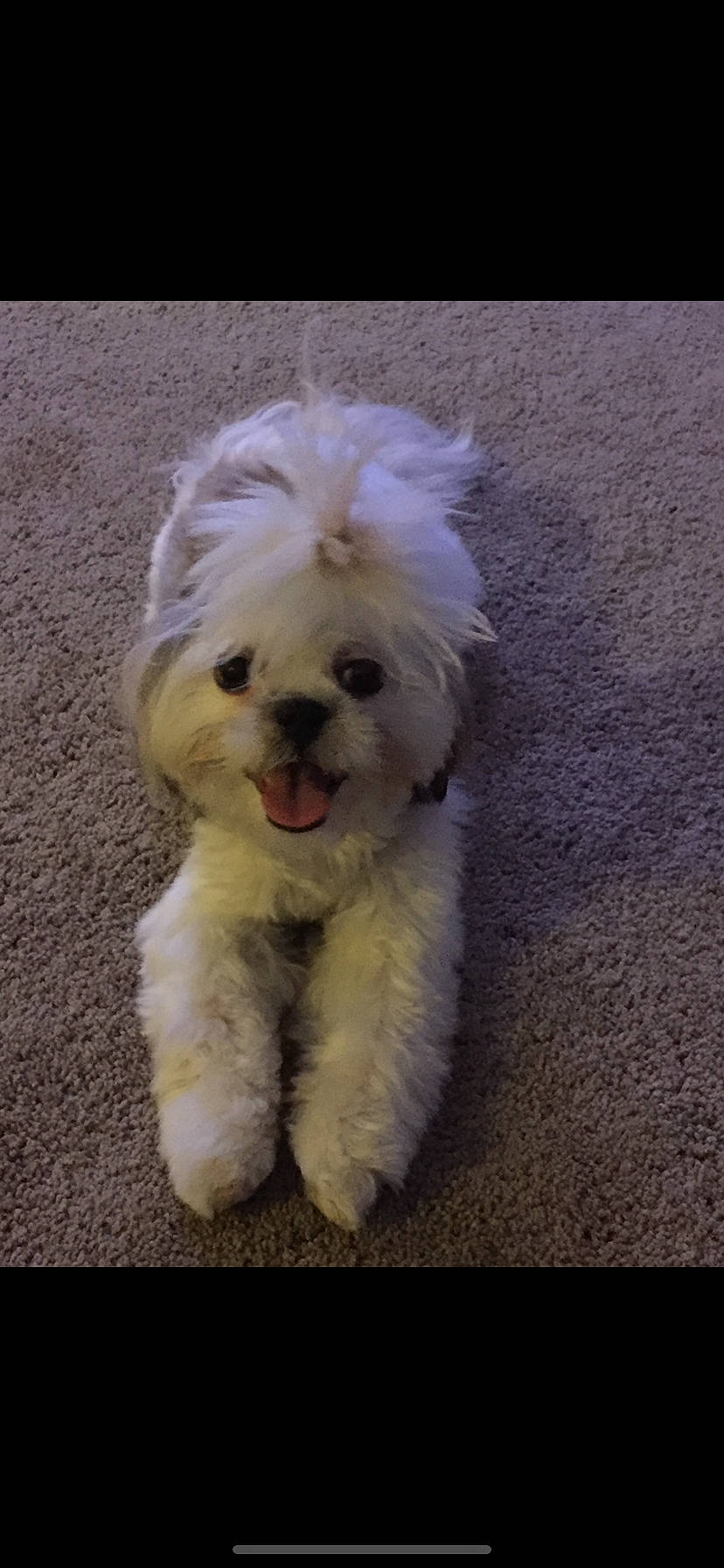 Zoë is registered to the contest to win money with this photo: canidae, carnivore, companion_dog, dog, dog_breed, eye, fur, maltepoo, non_sporting_group, poodle, poodle_crossbreed, puppy, shih_poo, small_terrier, snout, sporting_group, tail, terrier, toy_dog, working_animal