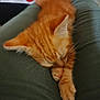 cat, close_up, clothing, cozy, cute, domestic_animal, feline, fur, indoor, kitten, legs, nap, orange_cat, paw, pet, relaxation, resting, sleeping, soft, whiskers