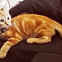 Astus participe au concours pour gagner de l'argent avec cette photo : alert, animal, cat, collar, couch, curious, cute, domestic, feline, fur, indoor, kitten, mammal, orange_tabby, paw, pet, resting, side_view, whiskers, young
