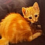 Astus participe au concours pour gagner de l'argent avec cette photo : animal, black_background, cat, couch, cozy, curious, cute, domestic_cat, feline, fur, furry, indoor, kitten, orange_cat, pet, sitting, small, tail, whiskers, young_cat