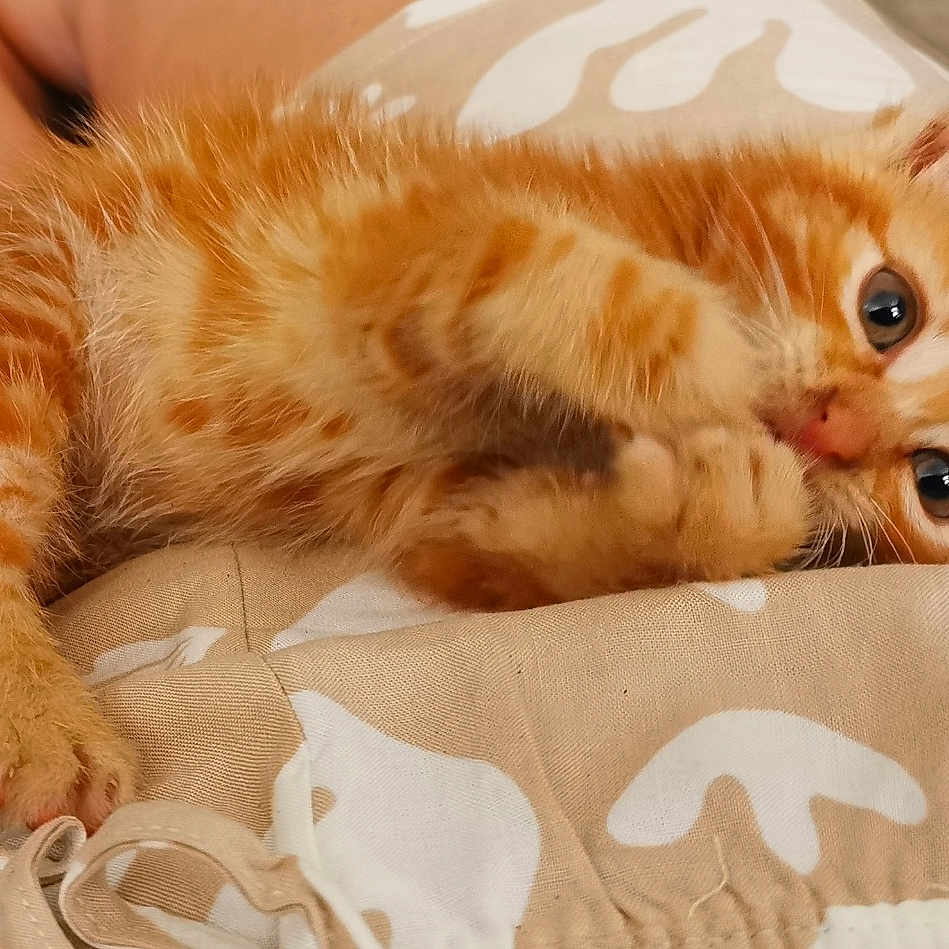 Astus a rejoint le concours — aidez-le/la à gagner de superbes lots ! animal, blanket, cat, closeup, cute, eyes, feline, fur, indoor, kitten, lying_down, orange_tabby, pattern, paws, pet, playful, resting, soft, whiskers, young