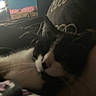 Harper joined the competition — help win amazing prizes! cat, black_and_white, pet, indoor, bed, blanket, furniture, cozy, close_up, sleepy, domestic, animal, fur, resting, blurred, soft_light, comfortable, cute, whiskers, relaxed