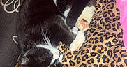 Harper joined the competition — help win amazing prizes! animal, bed, black_and_white, blanket, cat, cozy, cuddly, cute, domestic_cat, feline, fur, indoor, leopard_print, paw, pet, relaxed, resting, sleeping, soft, whiskers