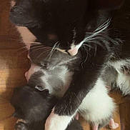 Harper joined the competition — help win amazing prizes! cat, kitten, black_and_white, animal, pet, floor, wooden_floor, cuddling, cute, mother_cat, baby_animals, feline, whiskers, paw, sleeping, domestic_animal, close_up, indoor, adorable, fur
