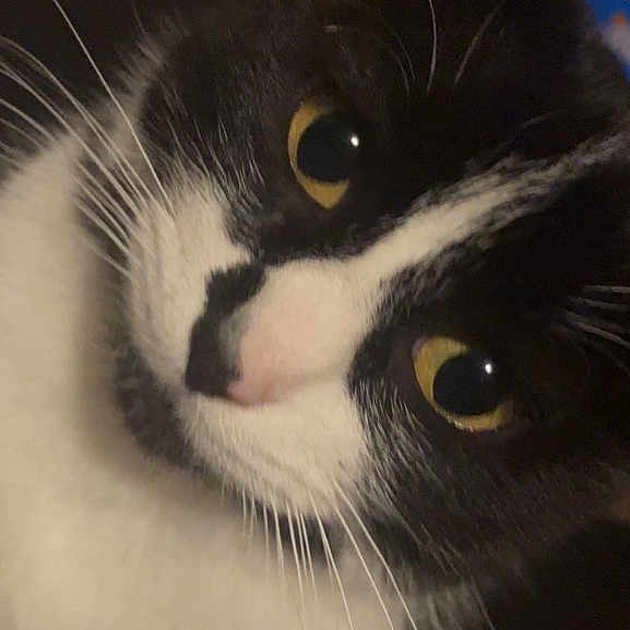 Harper