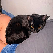 Boo joined the competition — help win amazing prizes! black_cat, cat, pet, animal, indoor, resting, fur, yellow_eyes, curled_up, cozy, blanket, human_arm, skin, gray_surface, blue_blanket, close_up, domestic_cat, feline, relaxed, companion