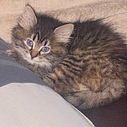 Pixie joined the competition — help win amazing prizes! kitten, cat, tabby, fluffy, animal, pet, cute, curled_up, cozy, blanket, cushion, fur, indoor, small, young, sleepy, resting, close_up, eyes, whiskers