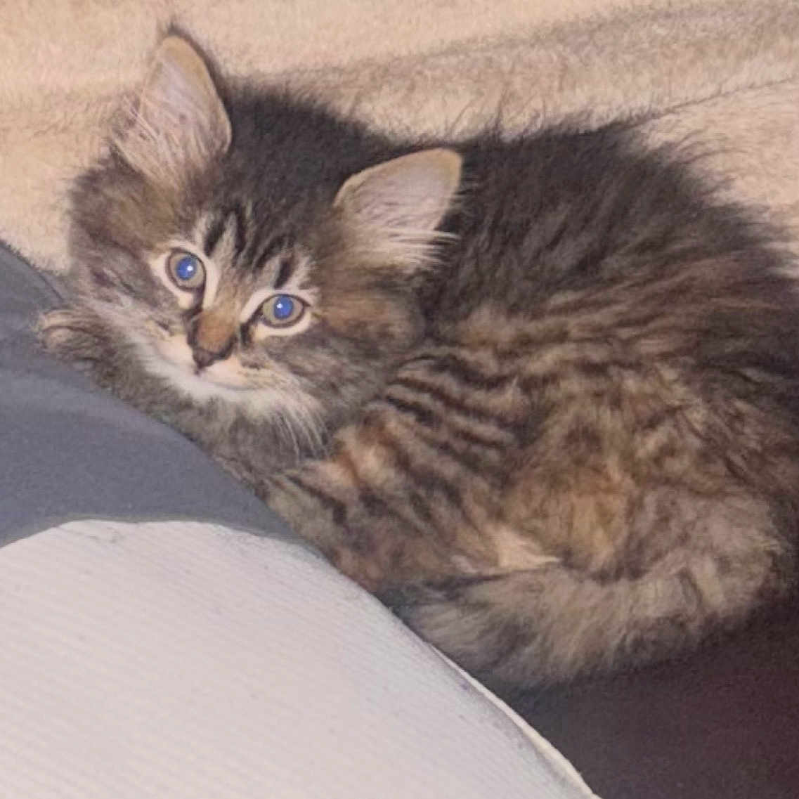 Pixie joined the competition — help win amazing prizes! kitten, cat, tabby, fluffy, animal, pet, cute, curled_up, cozy, blanket, cushion, fur, indoor, small, young, sleepy, resting, close_up, eyes, whiskers