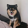 dog, pet, black_and_tan, fluffy, sitting, indoors, bed, blanket, bedroom, portrait, happy, smiling, open_mouth, tongue, blue_eyes, pointed_ears, bushy_tail, fur, canine, home