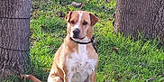 Odie participe au concours pour gagner de l'argent avec cette photo : dog, canine, pet, animal, grass, tree, outdoor, nature, brown, white, collar, sitting, daylight, park, fur, mammal, watchful, leash, trunk, ground