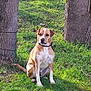 dog, canine, pet, animal, grass, tree, outdoor, nature, brown, white, collar, sitting, daylight, park, fur, mammal, watchful, leash, trunk, ground