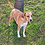 Odie participe au concours pour gagner de l'argent avec cette photo : dog, animal, pet, grass, tree, outdoor, nature, canine, mammal, brown, white, fur, tail, alert, daylight, park, standing, ears, snout, leash