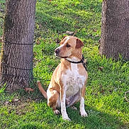Odie a rejoint le concours — aidez-le/la à gagner de superbes lots ! dog, grass, tree, leash, outdoor, pet, canine, nature, sitting, sunlight, animal, collar, brown, white, park, daylight, fur, alert, leashed, quiet