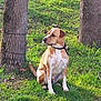 dog, grass, tree, leash, outdoor, pet, canine, nature, sitting, sunlight, animal, collar, brown, white, park, daylight, fur, alert, leashed, quiet