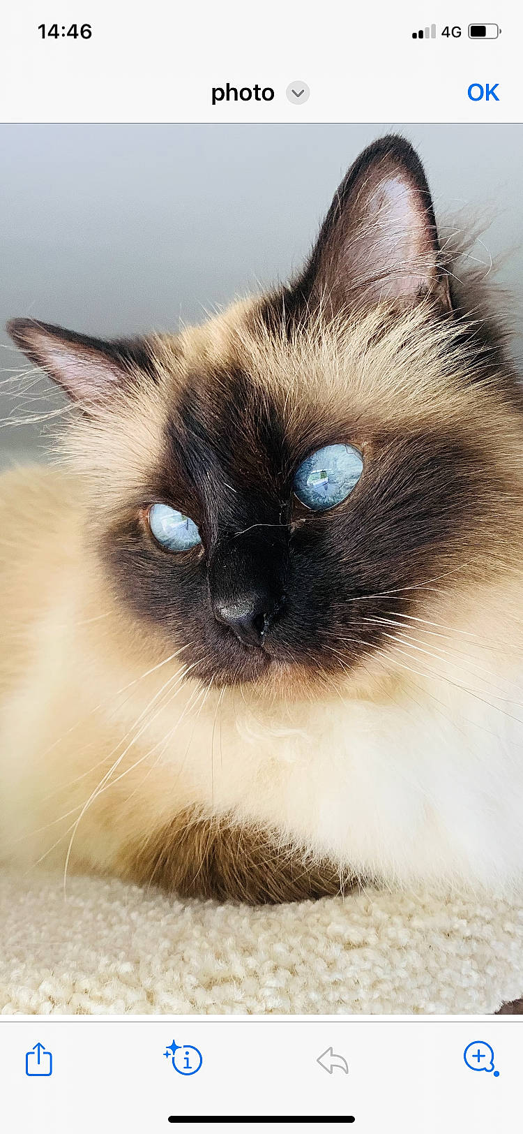 Ouistiti a rejoint le concours — aidez-le/la à gagner de superbes lots ! balinese, birman, carnivore, cat, curious, fawn, felidae, fur, iris, siamese, small_to_medium_sized_cats, snout, terrestrial_animal, thai, whiskers, wildlife