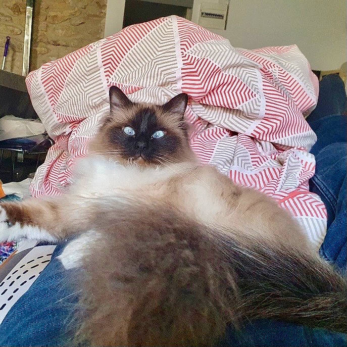 Ouistiti participe au concours pour gagner de l'argent avec cette photo : balinese, birman, carnivore, cat, comfort, fawn, felidae, flooring, fur, linens, paw, siamese, sky, small_to_medium_sized_cats, snout, tail, thai, whiskers