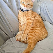 Milo is registered to the contest to win money with this photo: