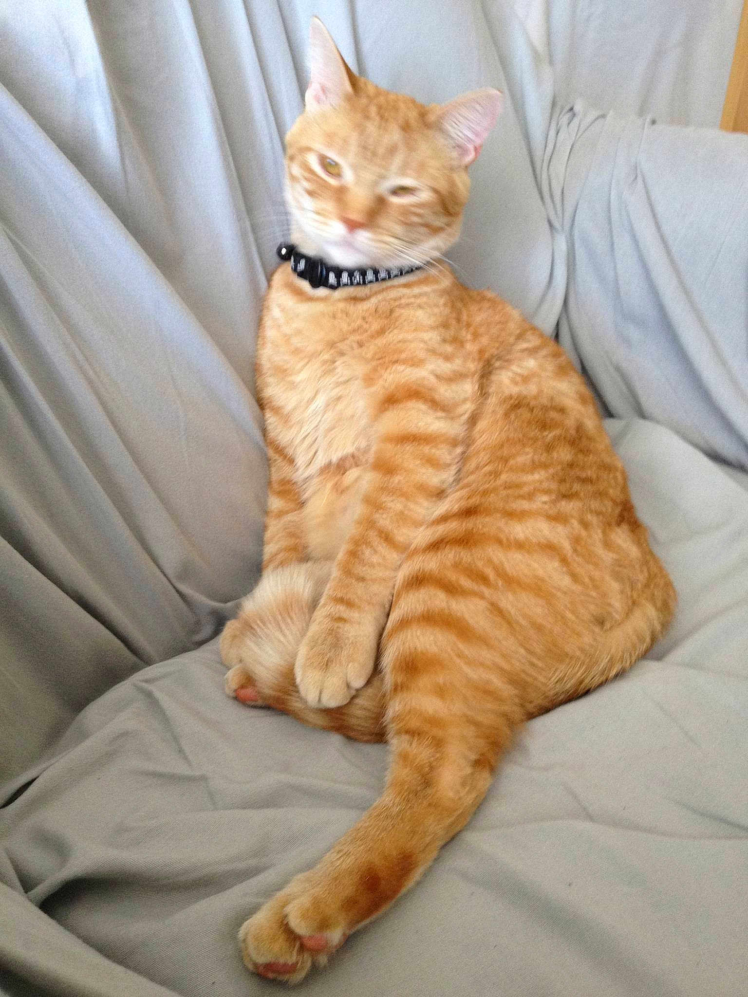 Milo