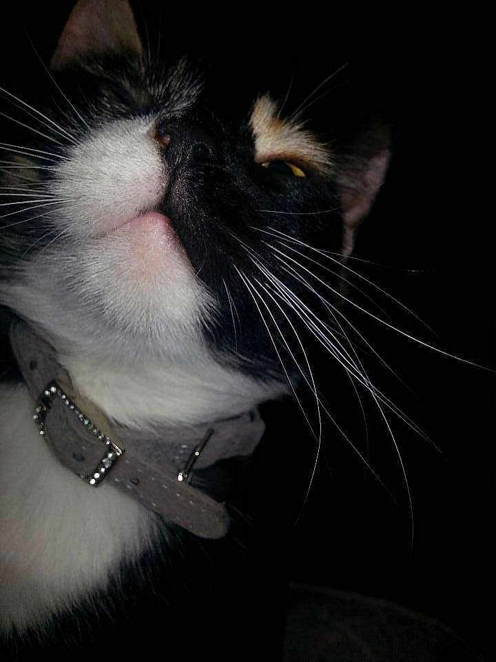 Bella