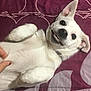 dog, white_dog, pet, smiling_dog, lying_down, blanket, purple_blanket, paw, playful, cute, indoor, animal, canine, fur, collar, hand, resting, happy, teeth, ears