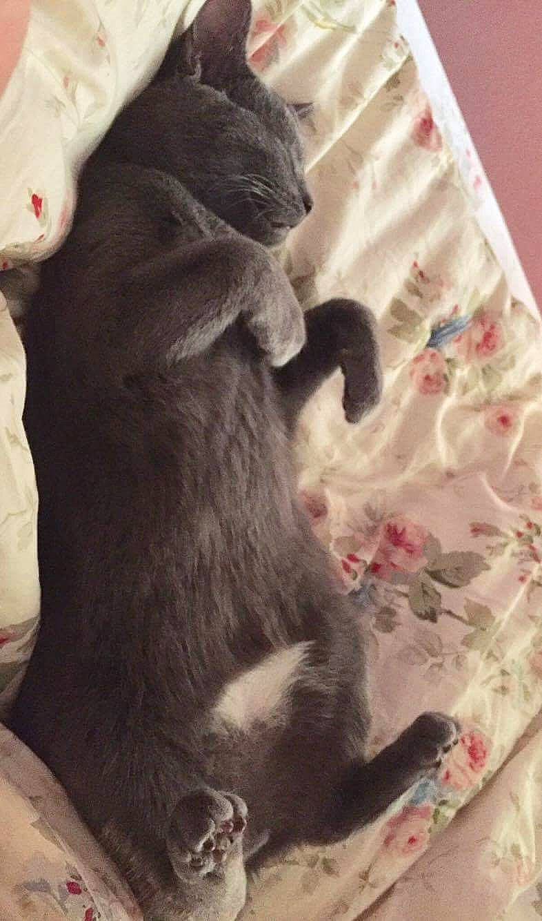 Finn joined the competition — help win amazing prizes! black_cat, canidae, carnivore, cat, chartreux, felidae, fur, kitten, korat, russian_blue, small_to_medium_sized_cats, tail