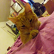 Leo is registered to the contest to win money with this photo: bag, bedroom, blanket, cat, closeup, clothes, clutter, domestic, door, furniture, indoor, laundry_basket, mirror, orange_tabby, paw, pet, purple, resting, sleepy, wall