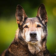 Goldwing participe au concours pour gagner de l'argent avec cette photo : dog, animal, pet, portrait, fur, ears, brown, black, white, outdoor, nature, face, canine, muzzle, closeup, eyes, looking, background_blur, alert, calm