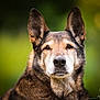 dog, animal, pet, portrait, fur, ears, brown, black, white, outdoor, nature, face, canine, muzzle, closeup, eyes, looking, background_blur, alert, calm
