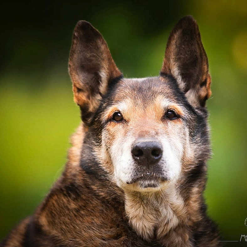 Goldwing participe au concours pour gagner de l'argent avec cette photo : alert, animal, background_blur, black, brown, calm, canine, closeup, dog, ears, eyes, face, fur, looking, muzzle, nature, outdoor, pet, portrait, white