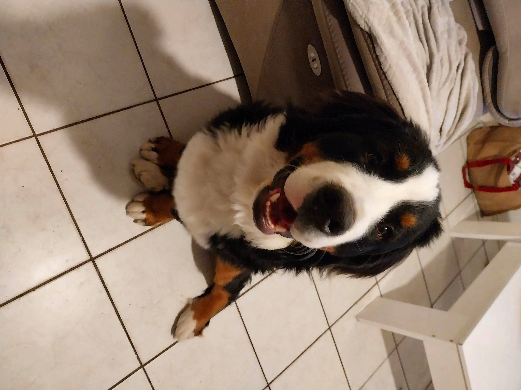 Ulysse a rejoint le concours — aidez-le/la à gagner de superbes lots ! canidae, carnivore, comfort, companion_dog, dog_breed, fawn, felidae, floor, flooring, fur, hardwood, paw, pet_supply, small_to_medium_sized_cats, snout, tail, terrestrial_animal, tile_flooring, whiskers, wood