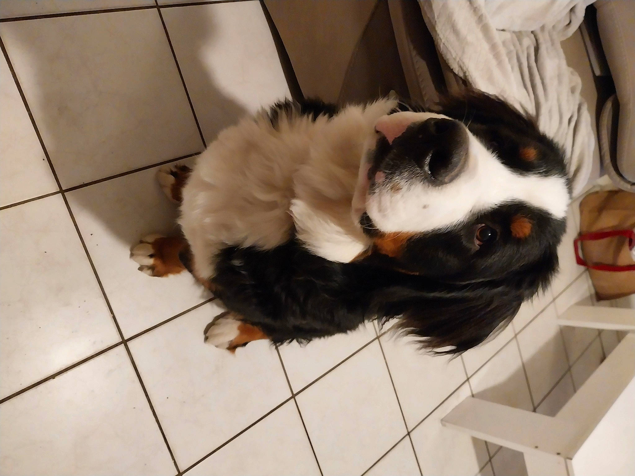 Ulysse a rejoint le concours — aidez-le/la à gagner de superbes lots ! canidae, carnivore, claw, comfort, companion_dog, dog_breed, fawn, felidae, flooring, fur, hardwood, paw, small_to_medium_sized_cats, snout, sporting_group, tail, tile, tile_flooring, whiskers, wood