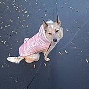 Mia is registered to the contest to win money with this photo: dog, pet, pink_coat, leash, asphalt, leaves, outdoor, canine, fur, sitting, fall, street, animal, pavement, walk, cold_weather, cute, small_breed, looking_up, winter_jacket