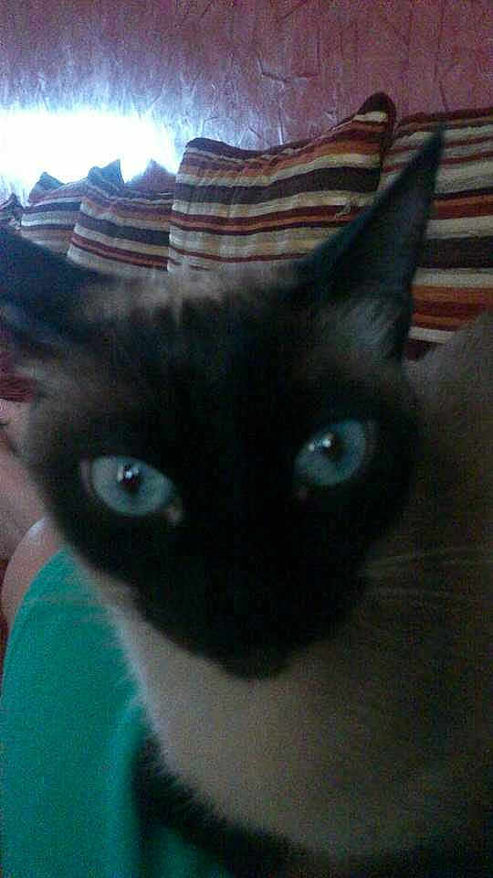 Minette