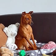 Palma participe au concours pour gagner de l'argent avec cette photo : dog, stuffed_animal, teddy_bear, toy, blanket, couch, brown, pet, indoor, sitting, polka_dot, plush, soft, small_dog, alert, furniture, cozy, animal, domestic, companion