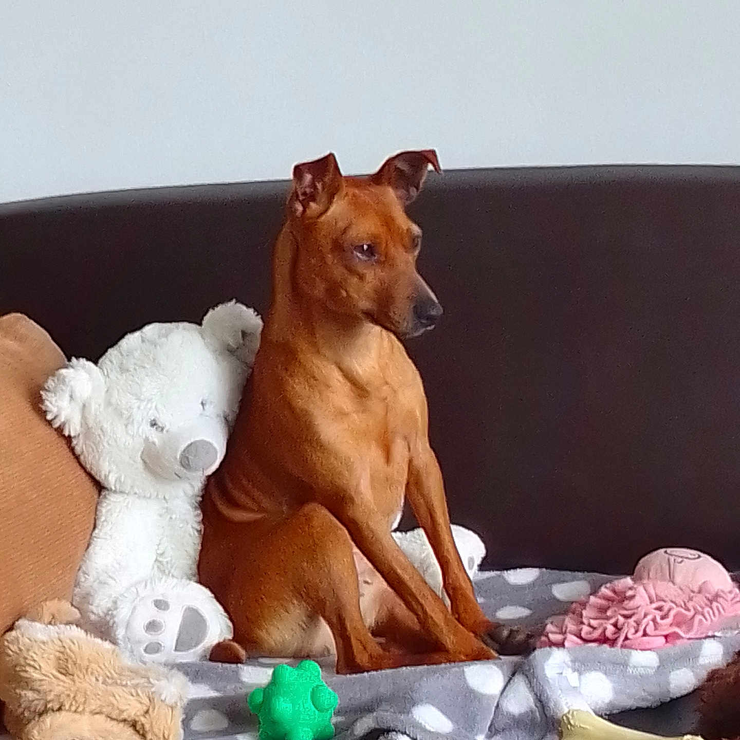 Palma participe au concours pour gagner de l'argent avec cette photo : dog, stuffed_animal, teddy_bear, toy, blanket, couch, brown, pet, indoor, sitting, polka_dot, plush, soft, small_dog, alert, furniture, cozy, animal, domestic, companion